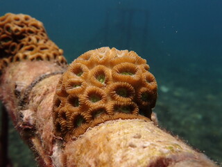 Micro fragment of brain coral at nursery area