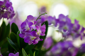 Plakat purple flowers in spring