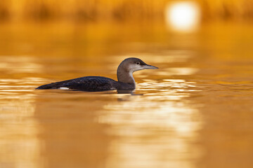 A  black-throated loon swimming in the setting sun in the Netherlands.