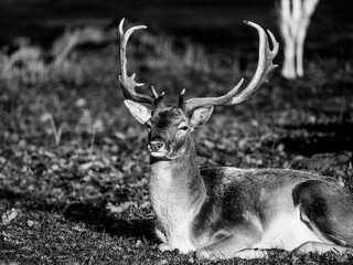 Male deer stag in the woods lying down.