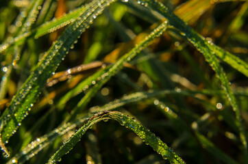 Fototapeta premium A INSECT ON THE GRASS - Autumn meadow in morning dew drops