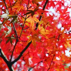 red maple leaves