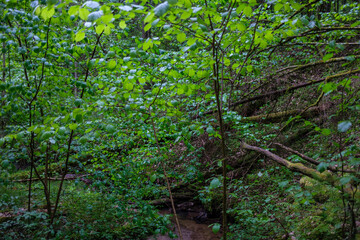 fresh green summer foliage abstract after the rain