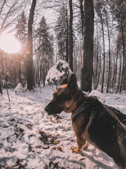 german shepherd dog