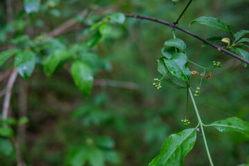 fresh green summer foliage abstract after the rain