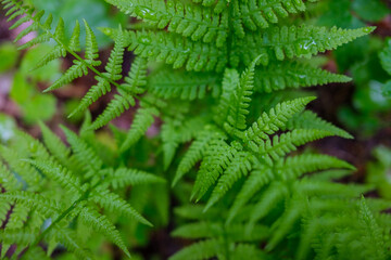 fresh green summer foliage abstract after the rain