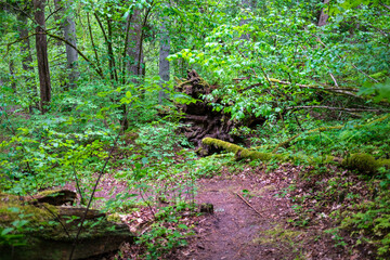 fresh green summer foliage abstract after the rain