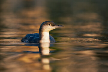 A  black-throated loon swimming in the setting sun in the Netherlands.