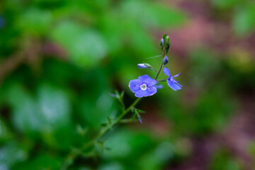fresh green summer foliage abstract after the rain