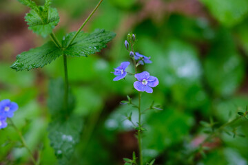 fresh green summer foliage abstract after the rain