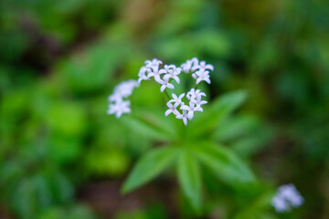 fresh green summer foliage abstract after the rain