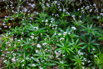 fresh green summer foliage abstract after the rain
