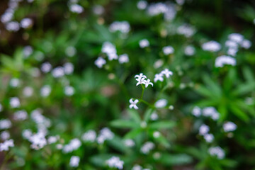 fresh green summer foliage abstract after the rain