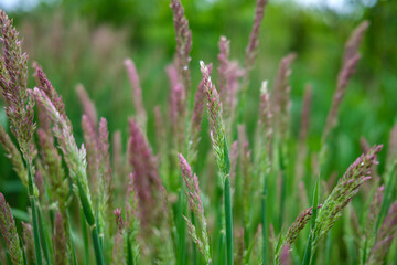fresh green summer foliage abstract after the rain