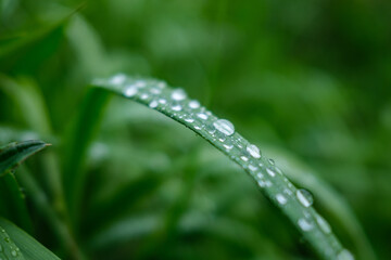 fresh green summer foliage abstract after the rain