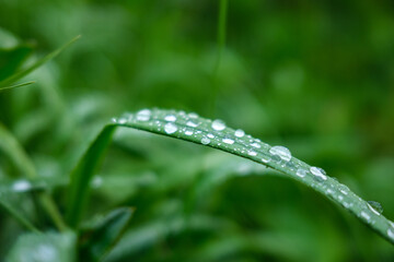 fresh green summer foliage abstract after the rain