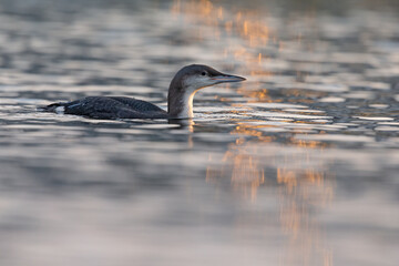 A  black-throated loon swimming in the setting sun in the Netherlands.