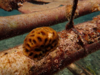 Micro fragment of brain coral at nursery area