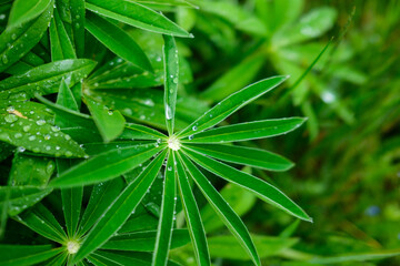 fresh green summer foliage abstract after the rain