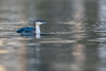 A  black-throated loon swimming in the setting sun in the Netherlands.