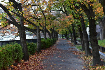 autumn in the park