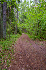 enmpty forest road with tractor car tire track marks