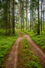 enmpty forest road with tractor car tire track marks