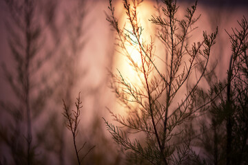 abstract nature background, dry grass at sunset in sunlight