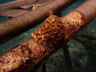 Micro fragment of brain coral at nursery area