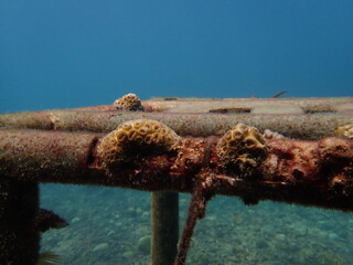 Micro fragment of brain coral at nursery area