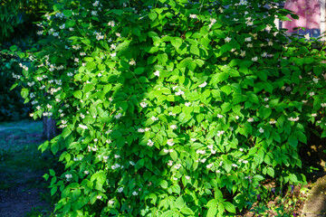 Fototapeta na wymiar fresh green summer foliage abstract after the rain