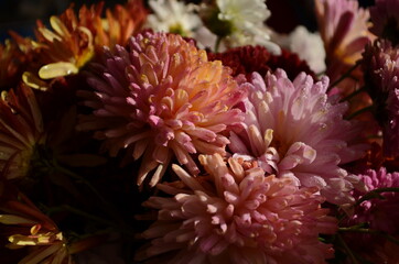 Beautiful drop of water morning dew on petal of chrysanthemum flower with summer spring reflection close-up macro in nature