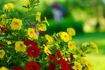 colored summer flowers with blur background