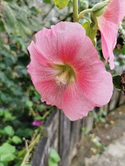 Malva Silvestris. Blooming musk mallow (Malva alcea, cut-leaved, vervain, hollyhock mallow)
