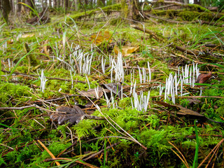 Mushrooms and leaves on mossy autumn Oregon forest floor
