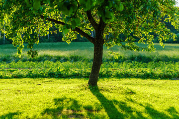 green summer garden scene in countryside