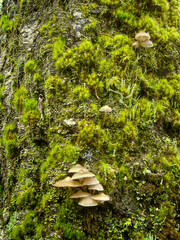 Fototapeta premium Mushrooms on mossy old tree