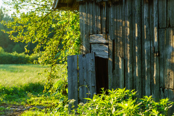 green summer garden scene in countryside