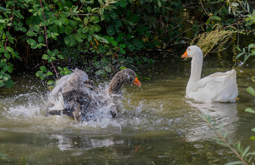 a white goose is swimming and a gray goose is splashing in a pond