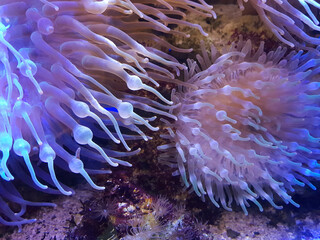 Naklejka na ściany i meble Sea anemone flow and glow in the water