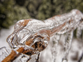 Freezing rain ice formation macro on wisteria vine