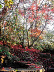 Naklejka na ściany i meble Oregon autumn vivid red maple leaves