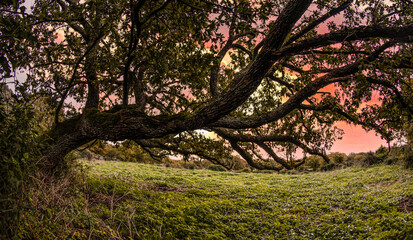 Fototapeta premium Alberi 