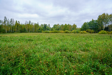 fresh green summer foliage abstract after the rain