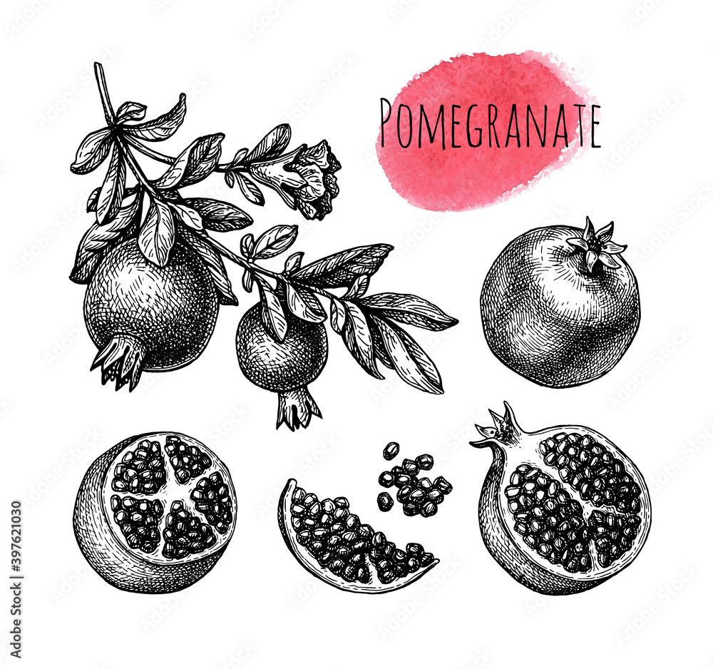 Canvas Prints pomegranate ink sketch set.