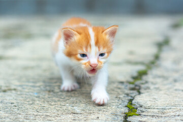 portrait lonely small kitten