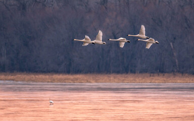 A group of swans are flying across Mississippi River at sunset time © Yan