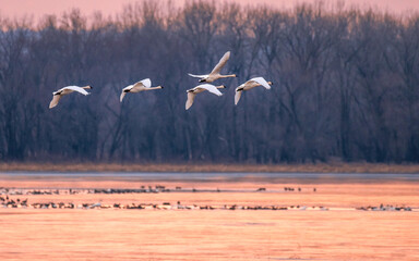 A group of swans are flying across Mississippi River at sunset time © Yan