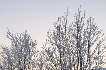 Fototapeta na wymiar Winter landscape. Trees in frost on the background of winter sky