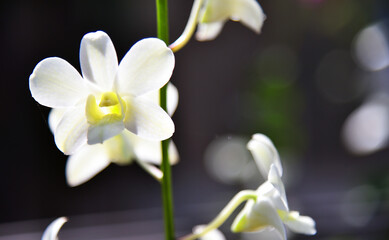 Fototapeta na wymiar Close up of a orchid